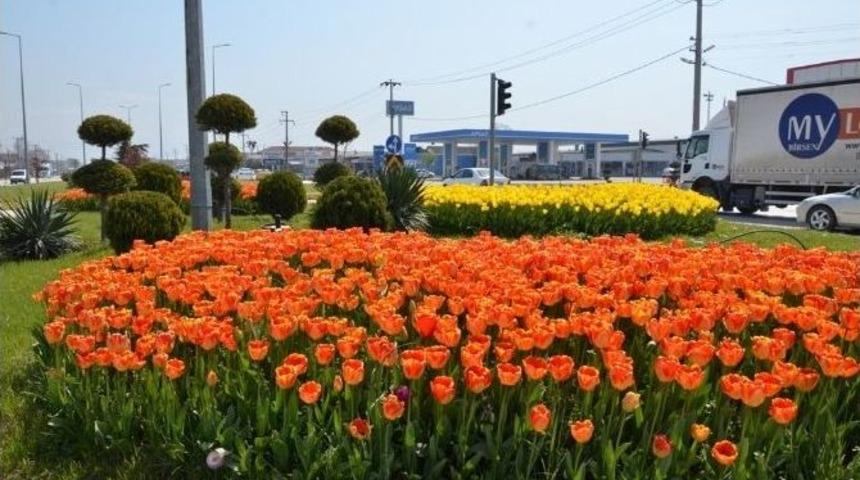 D&uuml;zce&rsquo;ye Yarım Milyon &Ccedil;i&ccedil;ek Dikildi