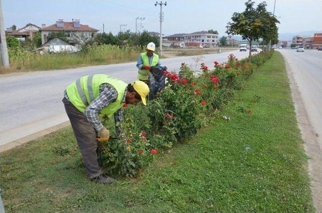 Düzce’ye Yarım Milyon Çiçek Dikildi