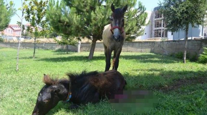 Duvardan Atlamak Isteyen Tayın Karnı Yarıldı