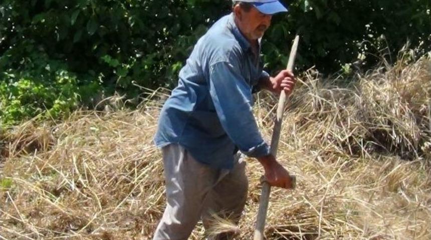 Eğimli Arazideki Buğdaylar Kosayla Bi&ccedil;iliyor