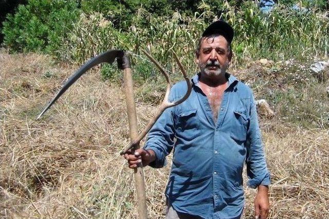 Eğimli Arazideki Buğdaylar Kosayla Bi&ccedil;iliyor 1