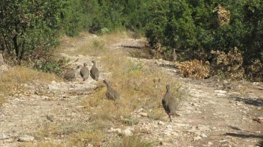 1,500 Red-Legged Partridges Tossed Into Air In K&uuml;tahya