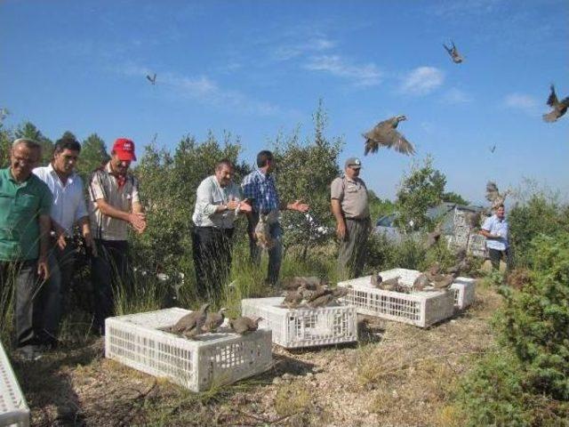 1,500 Red-Legged Partridges Tossed Into Air In K&uuml;tahya 1