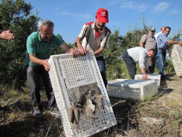1,500 Red-Legged Partridges Tossed Into Air In K&uuml;tahya 2