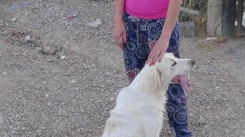 Tır Dorsesinde 50 K&ouml;pek Telef Oldu // Ek