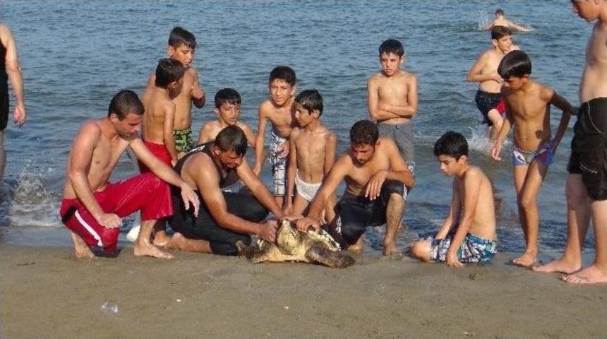 Mersin&rsquo;de Yaralı Caretta Caretta Sahile Vurdu