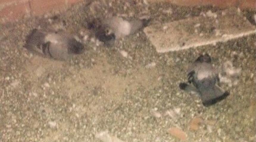 Apartman &Ccedil;atısında 30 Kumruyu Zehirlediler