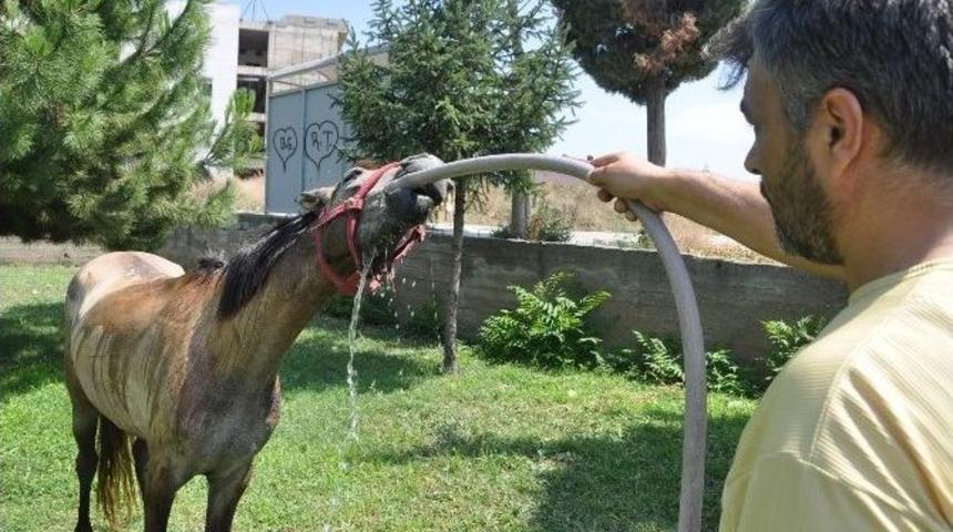 Sıcaklar Onları Da Bunaltıyor