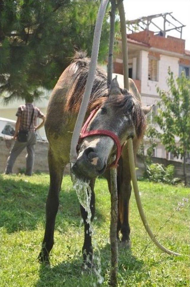 Sıcaklar Onları Da Bunaltıyor