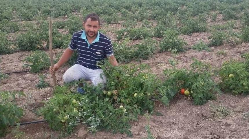 Damlama Sistemi İle Tek Başına 8 Dekar Domatesi Suluyor