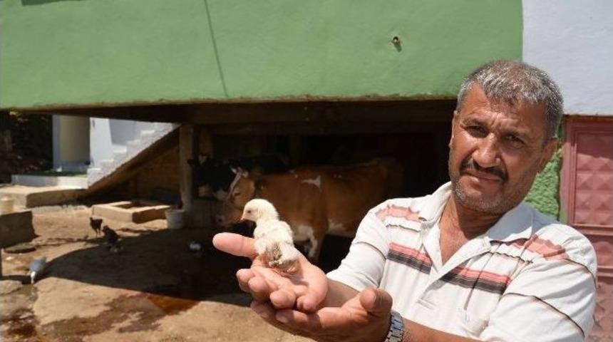 D&ouml;rt Ayaklı Civciv