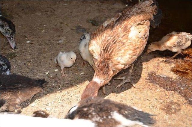 Dört Ayaklı Civciv 1