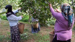 Giresun’da Yeni Mahsul Fındık Hasadı Başladı