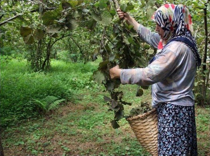 Giresun’da Yeni Mahsul Fındık Hasadı Başladı G1