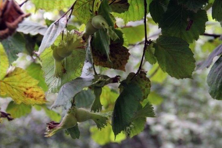 Giresun’da Yeni Mahsul Fındık Hasadı Başladı G2