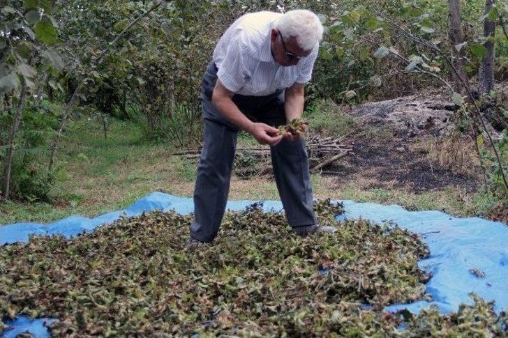Giresun’da Yeni Mahsul Fındık Hasadı Başladı G3