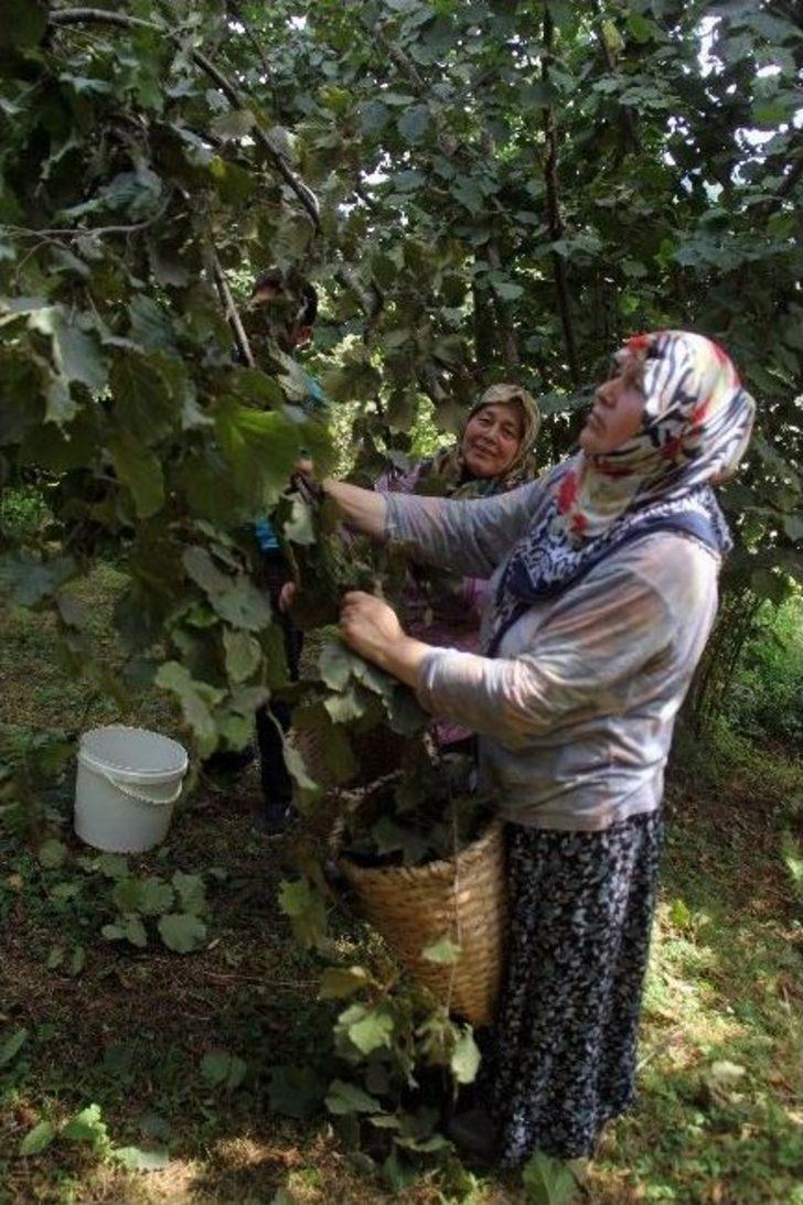 Giresun’da Yeni Mahsul Fındık Hasadı Başladı G4