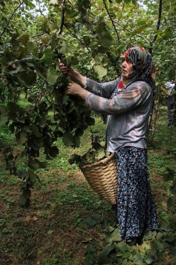 Giresun’da Yeni Mahsul Fındık Hasadı Başladı G5