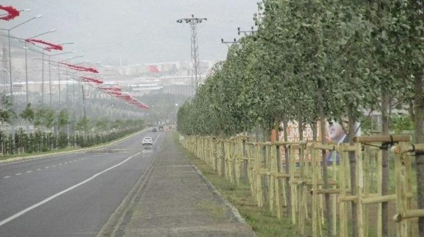 B&uuml;y&uuml;kşehir, 3 Ayda 5 Bin Ağa&ccedil; Dikti