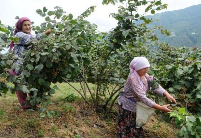 Giresun’Da Fındık Hasadı Erken Başladı