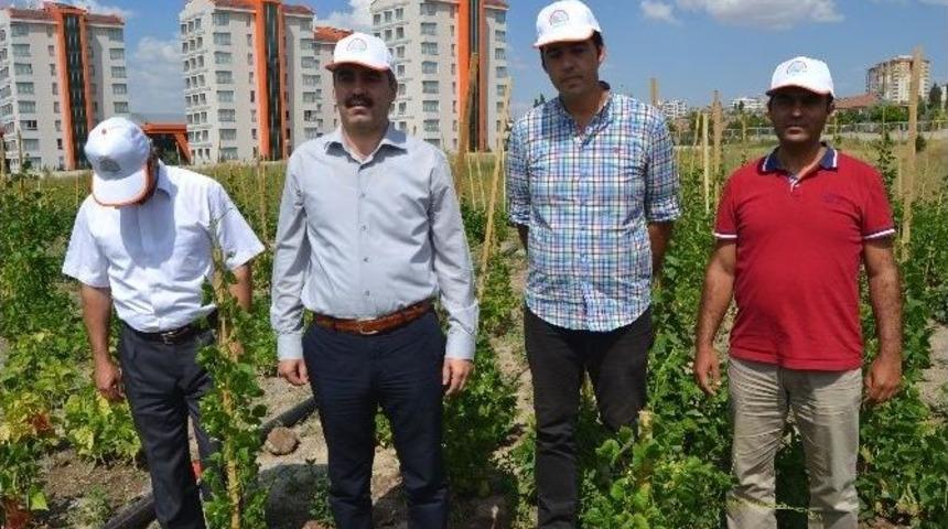 Kayseri&rsquo;de 430 Fasulye &Ccedil;eşidinin Denemesi Yapılıyor