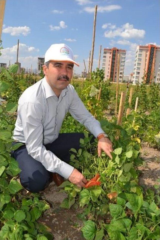 Kayseri’de 430 Fasulye Çeşidinin Denemesi Yapılıyor