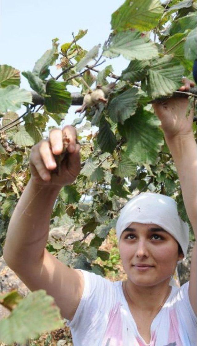 Hazelnut Harvest Season Begins Earlier Than Forecasts