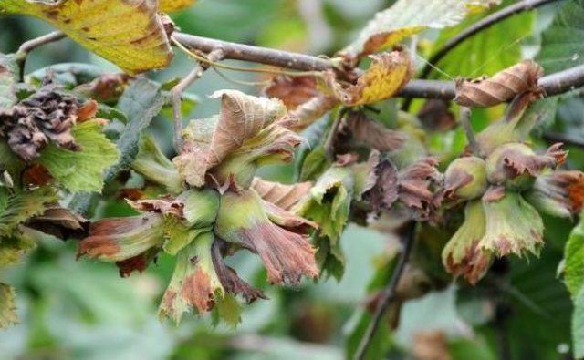 Hazelnut Harvest Season Begins Earlier Than Forecasts