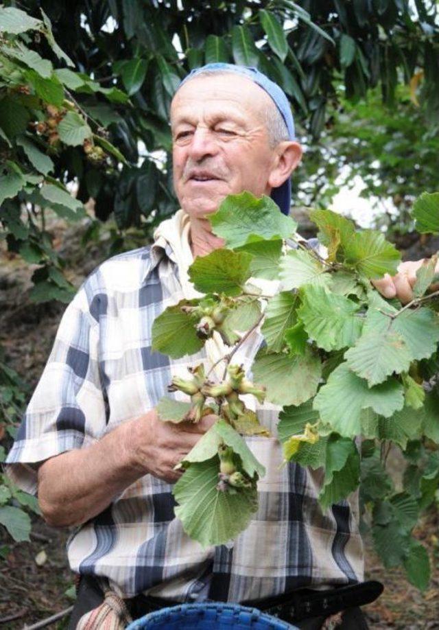 Hazelnut Harvest Season Begins Earlier Than Forecasts