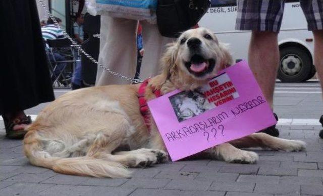 Hayvanseverlerden Kaybolan K&ouml;pekler I&ccedil;in Eylem 1