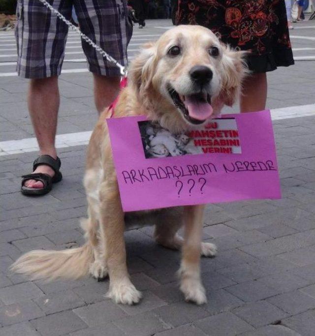 Hayvanseverlerden Kaybolan K&ouml;pekler I&ccedil;in Eylem 2