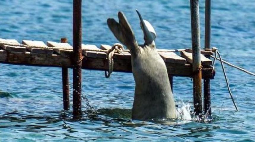 Akdeniz Fokları Bodrum'u Sevdi