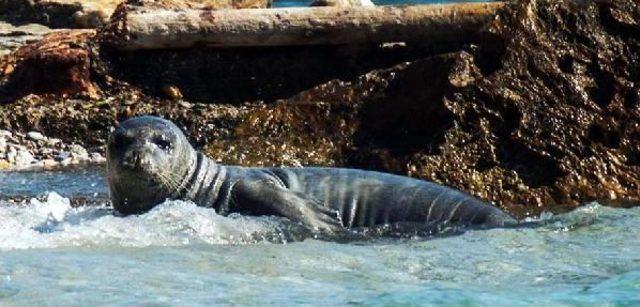 Akdeniz Fokları Bodrum'u Sevdi