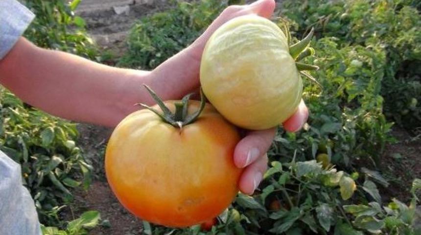 &Ccedil;anakkale Domatesini Hastalık Vurdu