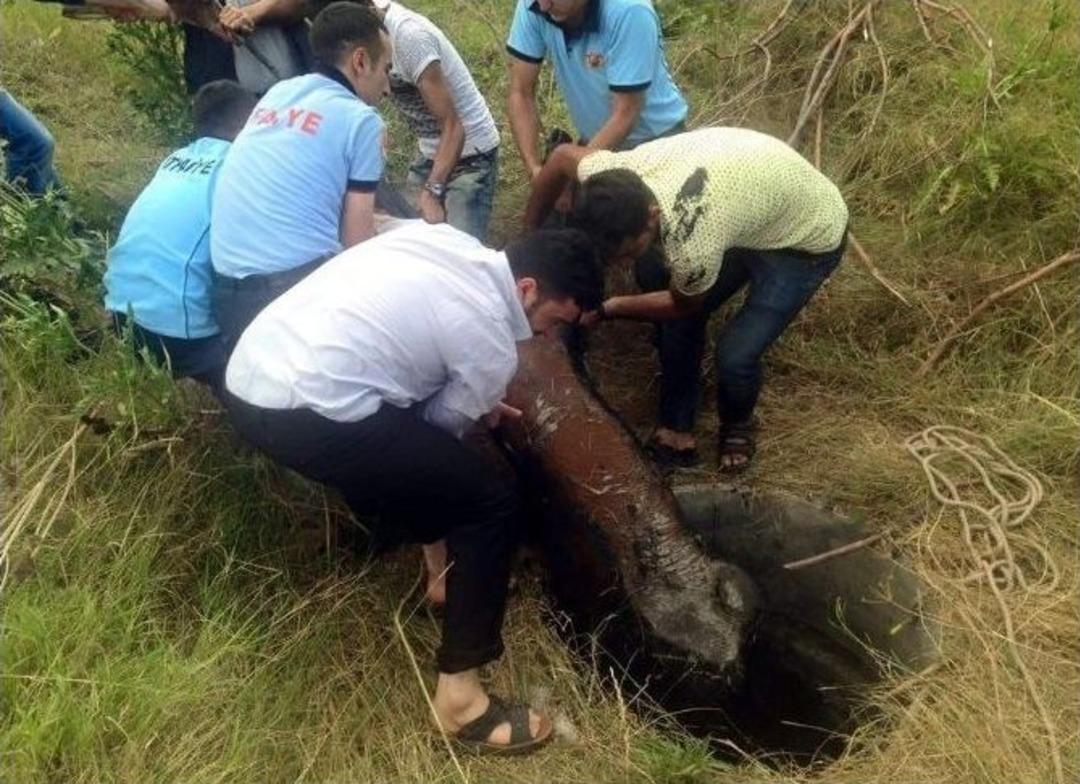 R&ouml;gara D&uuml;şen Buzağıyı İtfaiye Ekipleri Kurtardı
