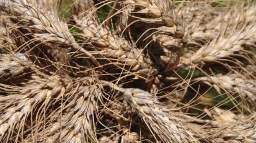 Adana Ziraat Odası: Buğday Fiyatı Y&uuml;zde 210, G&uuml;bre Ve Mazot Y&uuml;zde 300 Arttı