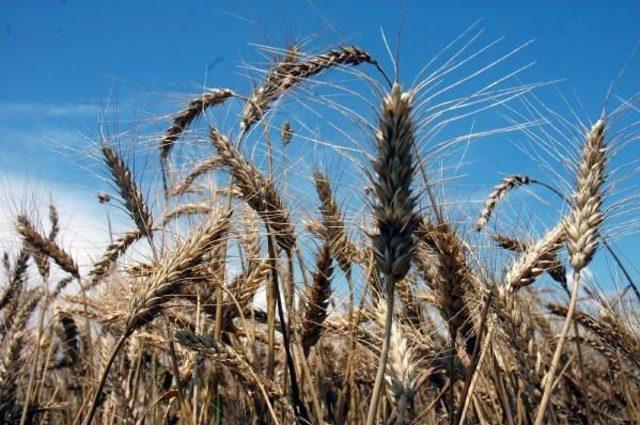 Adana Ziraat Odası: Buğday Fiyatı Yüzde 210, Gübre Ve Mazot Yüzde 300 Arttı