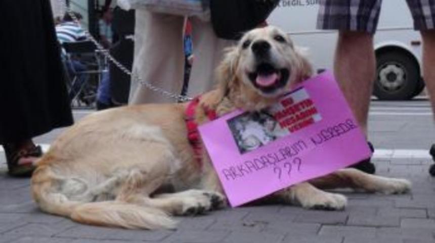 Animal Activists Protest 50 Dogs Found Dead In Rig Trailer