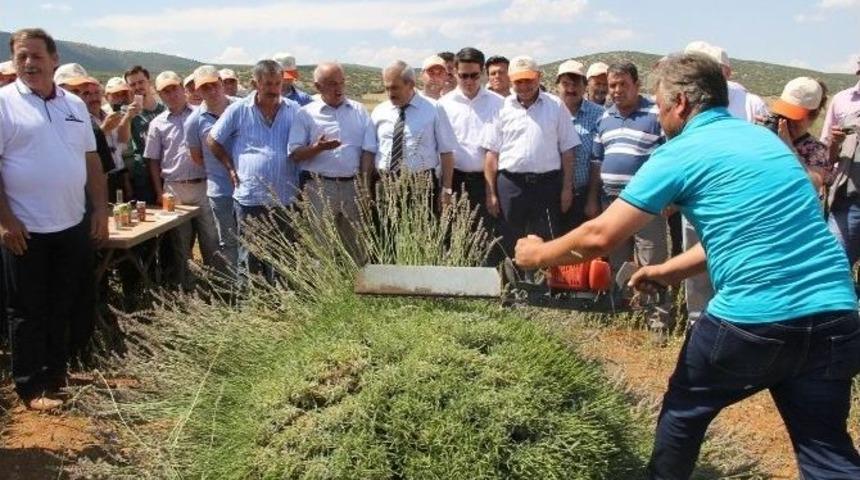 Isparta&rsquo;nın Yeni Markası Lavanta