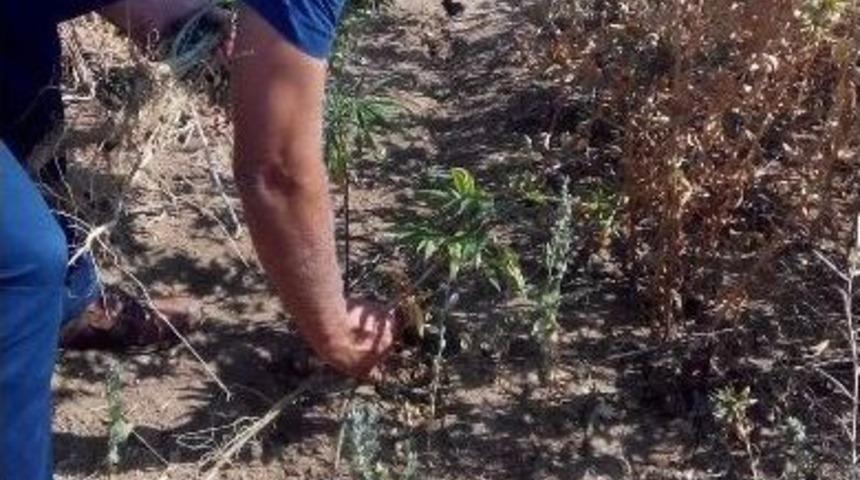Jandarma Aspir Bitkisi İçerisine Gizlenmiş 150 Kök Hint Kenevirini İmha Etti