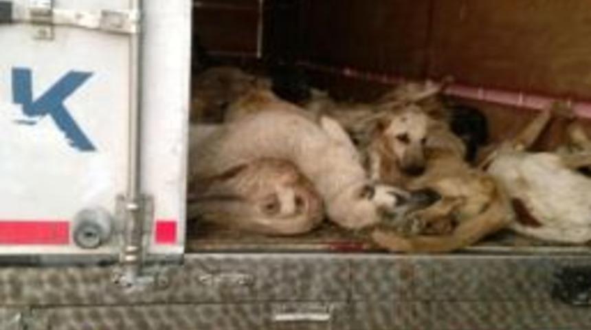 Tır'la Sokak K&ouml;peği Vahşetine Soruşturma Isteği