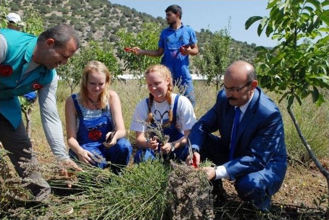 Japon Ve Koreli Turistlerin Lavantaya İlgisi Burdur&rsquo;u Harekete Ge&ccedil;irdi