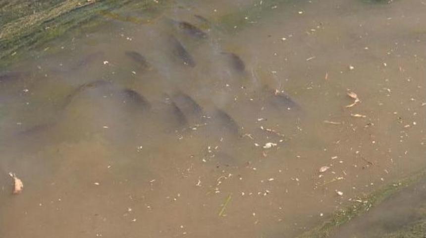 Sulama Kanalında Sepetli Balık Avı