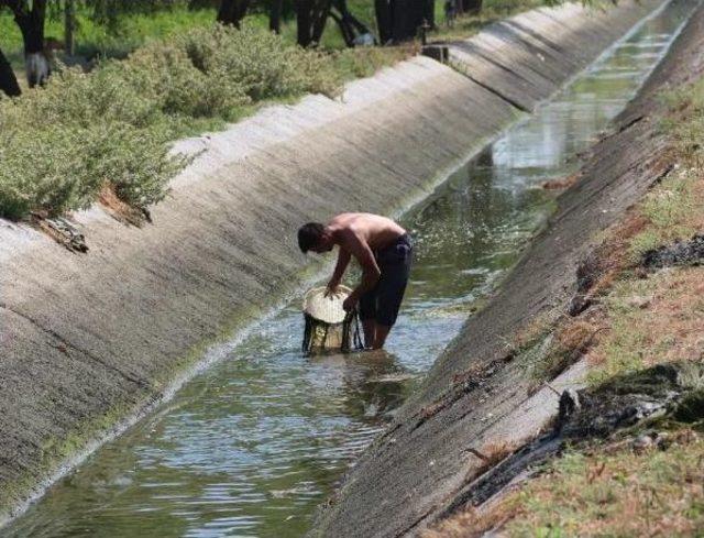 Sulama Kanalında Sepetli Balık Avı