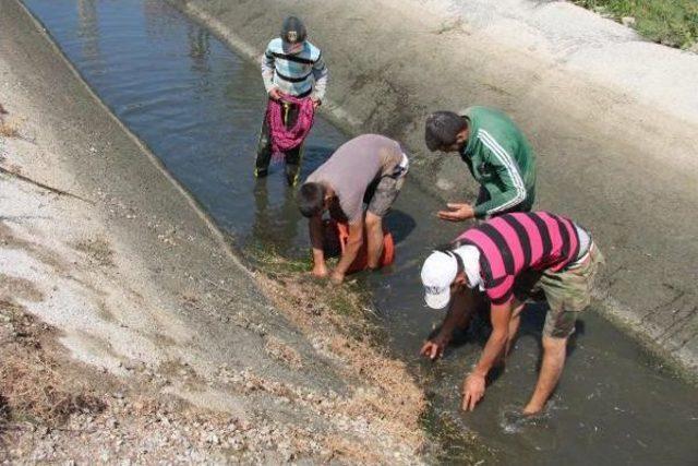 Sulama Kanalında Sepetli Balık Avı