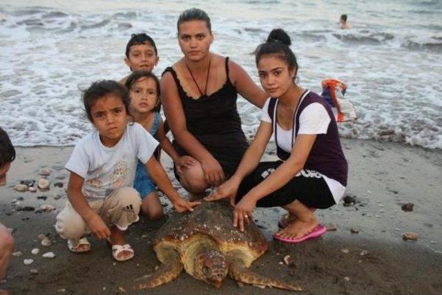 "structuring Over Caretta Caretta Nesting Ground Would Be A Terrible Mistake" 1