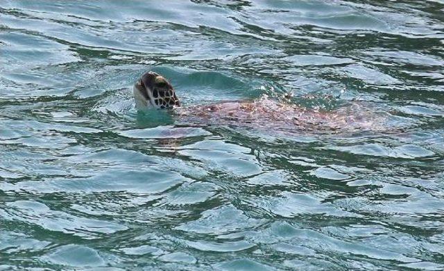 "structuring Over Caretta Caretta Nesting Ground Would Be A Terrible Mistake" 2