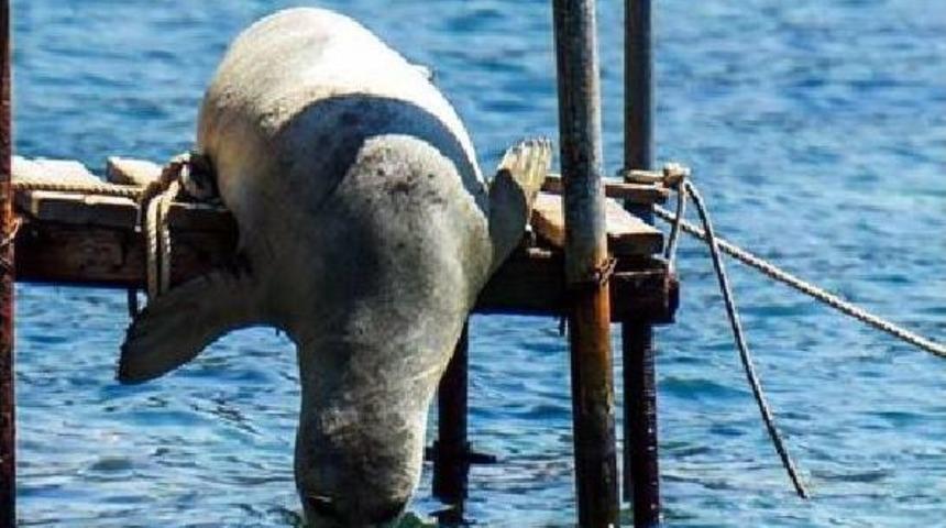 Mediterranean Monk Seals Catch Some Rays Off Bodrum Resort Town