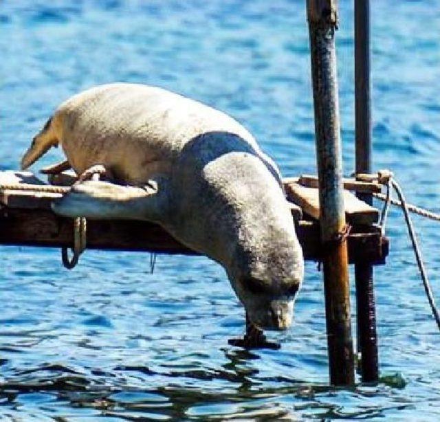 Mediterranean Monk Seals Catch Some Rays Off Bodrum Resort Town