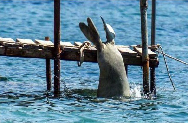 Mediterranean Monk Seals Catch Some Rays Off Bodrum Resort Town